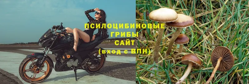 Галлюциногенные грибы MAGIC MUSHROOMS  Амурск 